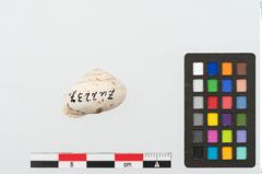 Foto von Schneckengehäuse (NHMW-PRAE-002237c)